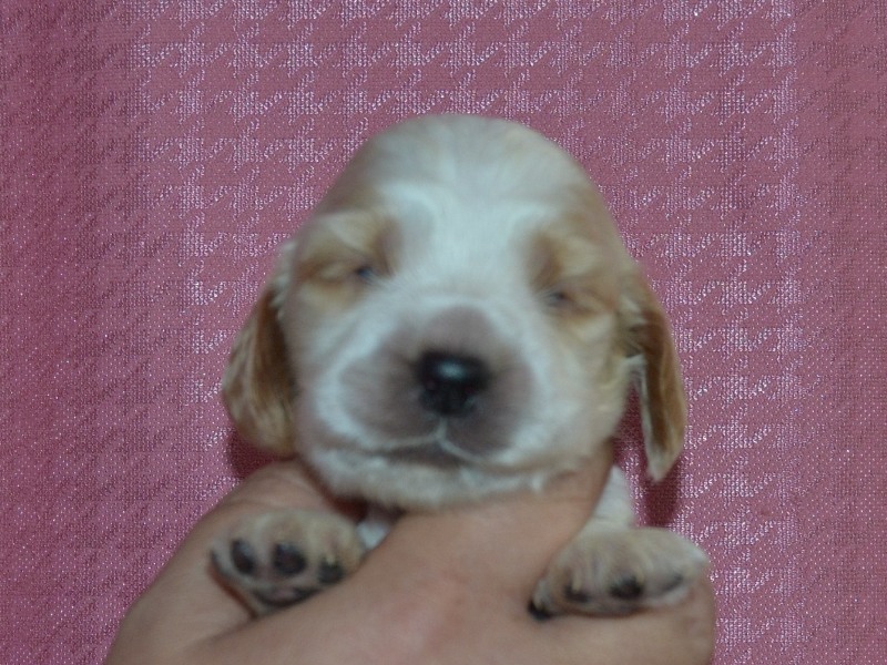 1. fenka - růžová.JPG